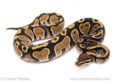 Cypress het pied ball python for sale