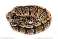 DH Tri Stripe Clown ball python for sale