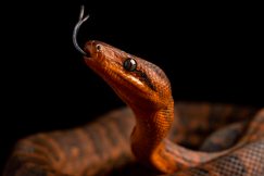 Dominican Red Mountain Boa for sale