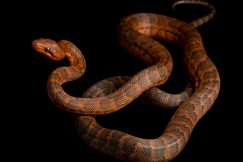 Dominican Red Mountain Boa for sale