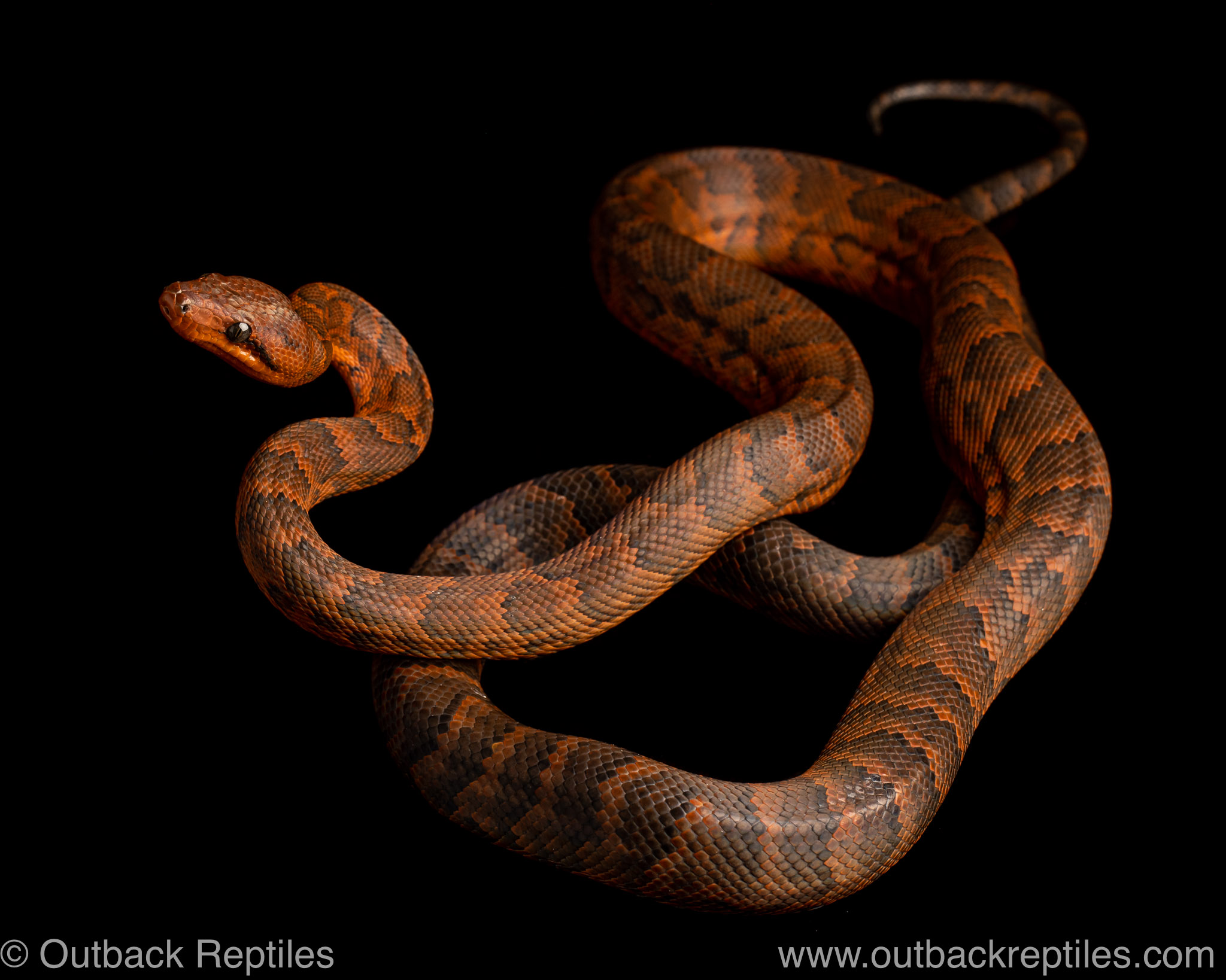 Black and White Kenyan Sand Boa for Sale