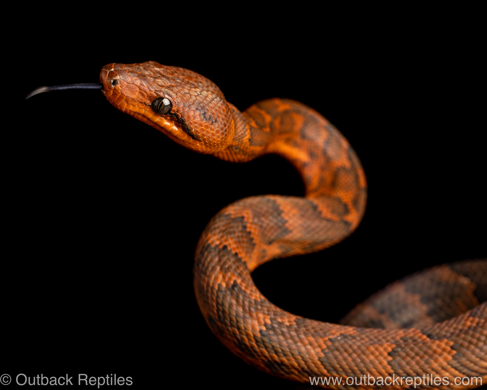 This is called a Dominican Red Mountain Boa : r/pics