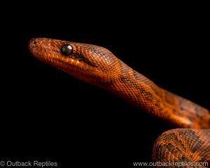 Dominican Red Mountain Boa for sale