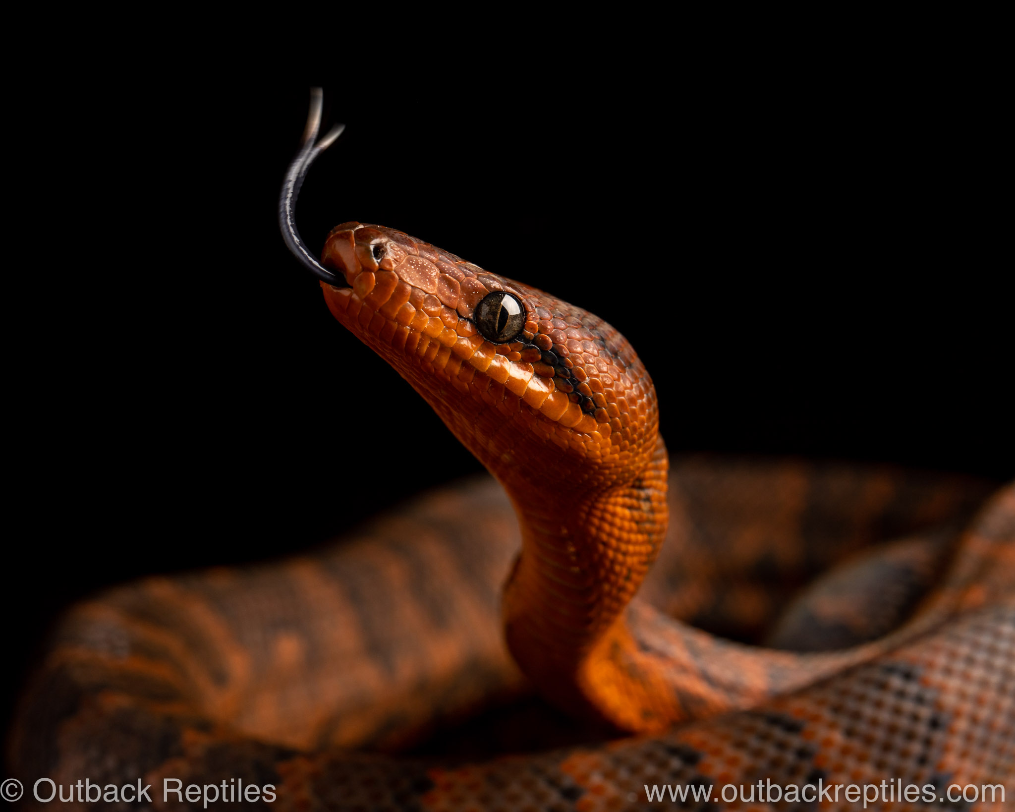 Black and White Kenyan Sand Boa for Sale