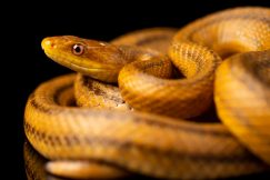 everglades ratsnake for sale