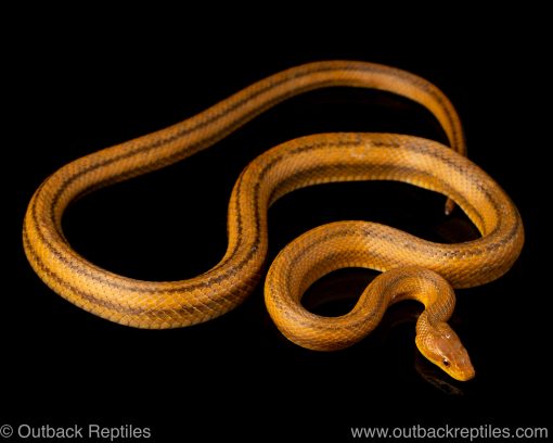 everglades ratsnake for sale