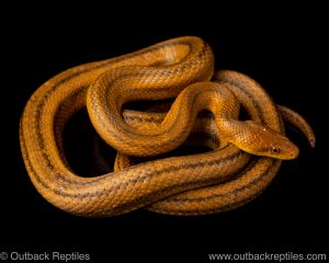 everglades ratsnake for sale