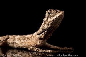 frilled dragon for sale