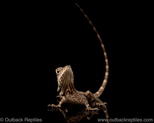 frilled dragon for sale