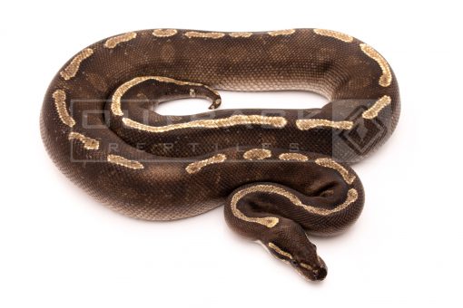 GHI mojave adult breeder ball python for sale