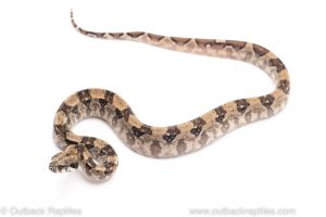 ghost nicaraguan dwarf. red tail boa constrictor for sale