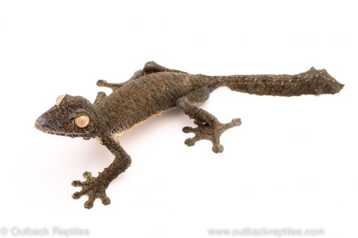 Giant leaf tail gecko for sale