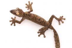 Giant leaf tail gecko for sale