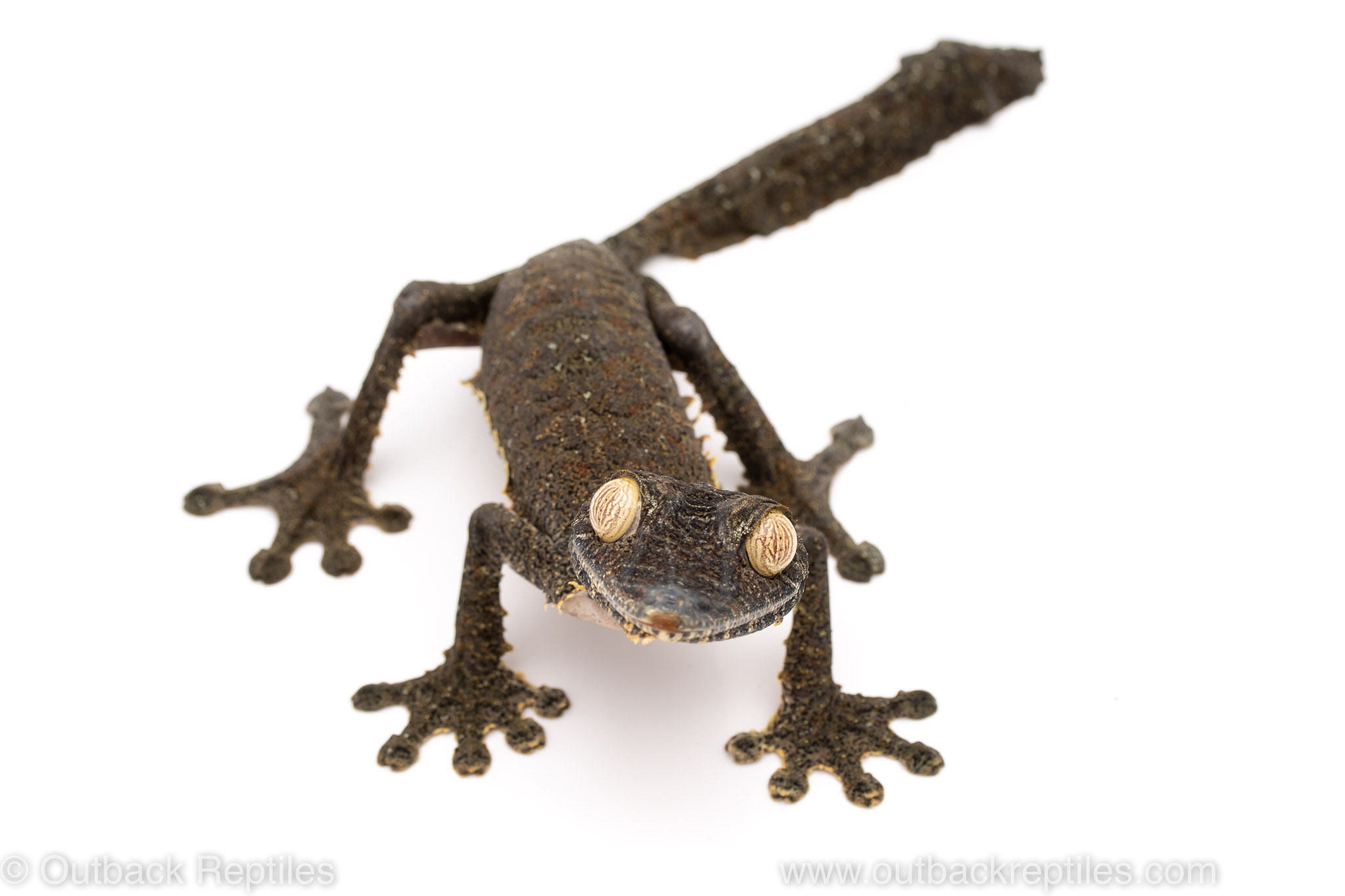 Giant leaf tail gecko for sale
