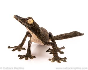 Giant leaf tail gecko for sale