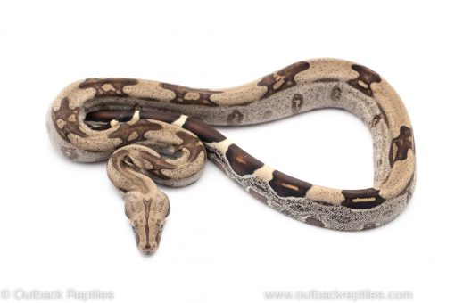 Guyana red tail boa constrictor for sale