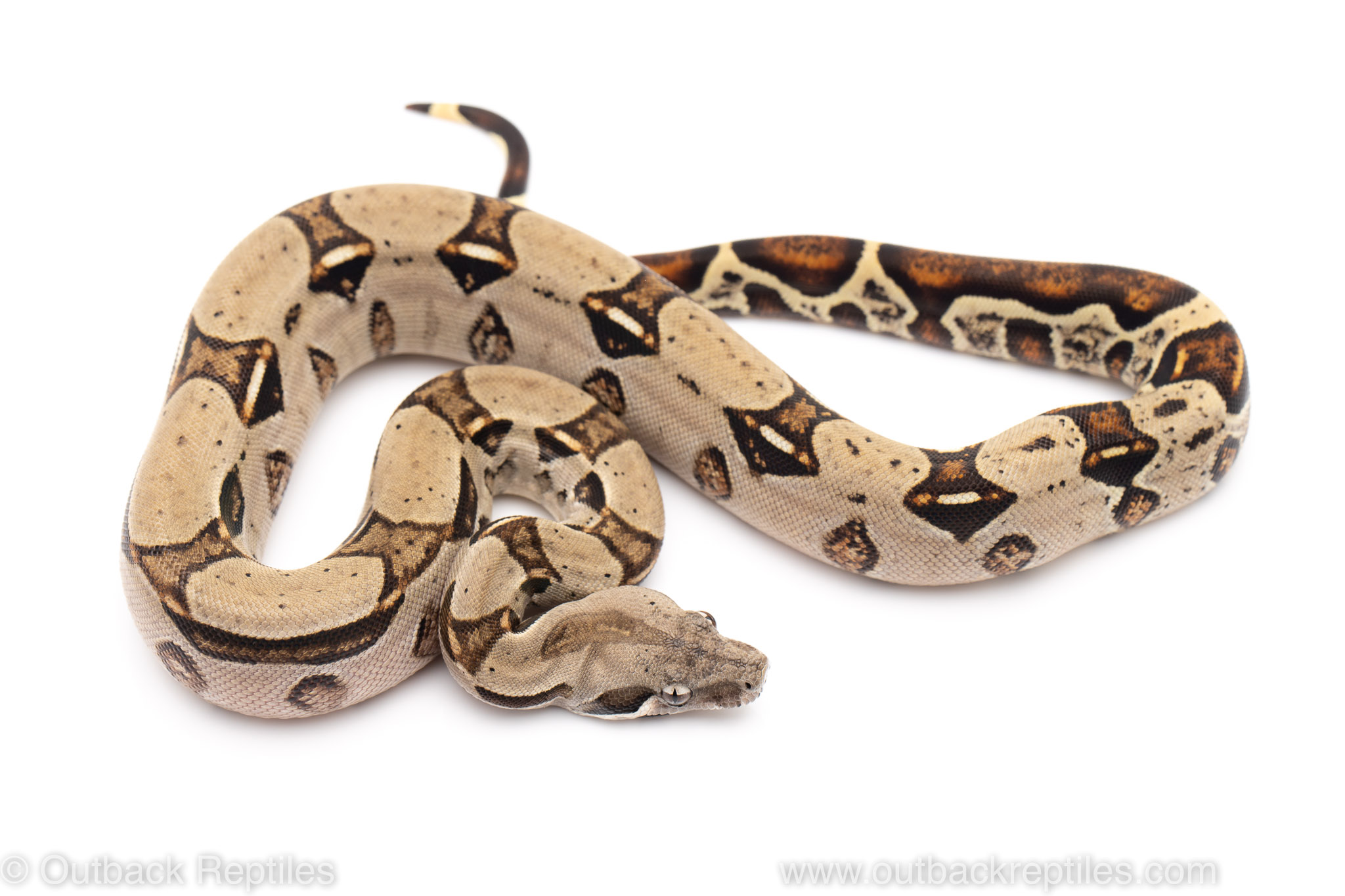 Colombian Red Tail Boas (Boa constrictor imperator)