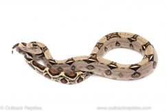 red tail boa constrictor for sale