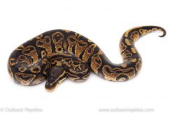 Hurricane ball python for sale