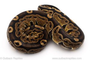 Hurricane ball python for sale