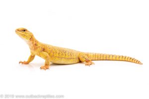 Saharan uromastyx care guide