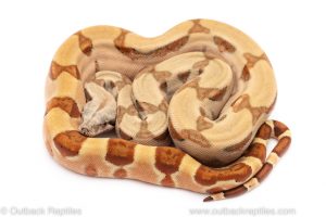 hypo jungle red tail boa constrictor for sale