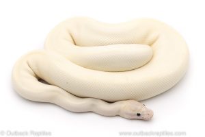 Ivory ball python for sale