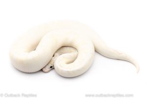 killer bee super gravel ball python for sale