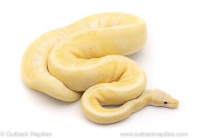 killer blast banana ball python for sale