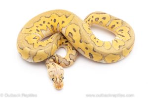 Killer clown ball python for sale