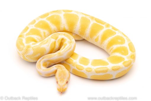 Lavender and caramel albino ball python for sale