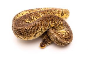 Lemonblast Yellowbelly YB adult breeder ball python for sale