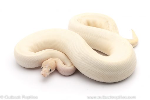 pinstripe leopard ivory ball python for sale