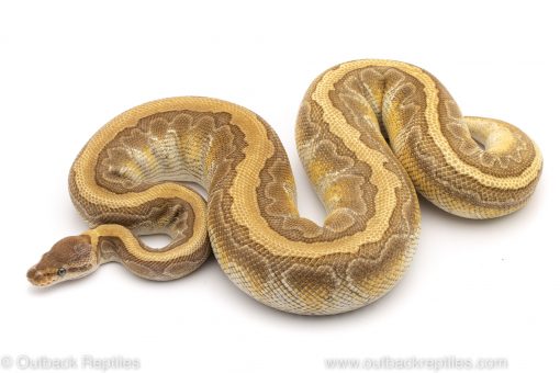 Lesser Pinstripe ball python for sale