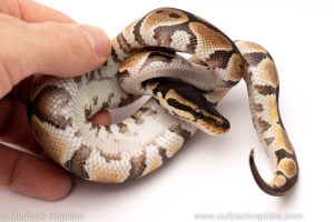 Africa Import Dinker Ball Python for sale