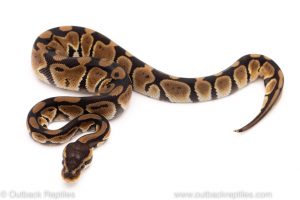 Africa Import Dinker Ball Python for sale