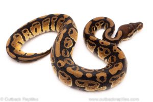 Africa Import Dinker Ball Python for sale