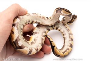 Africa Import Dinker Ball Python for sale