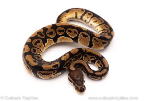 Africa Import Dinker Ball Python for sale