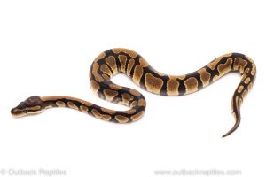 Africa Import Dinker Ball Python for sale