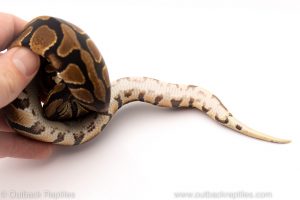 Africa Import Dinker Ball Python for sale