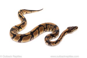 Africa Import Dinker Ball Python for sale