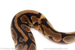 Africa Import Dinker Ball Python for sale