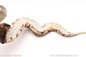 Africa Import Dinker Ball Python for sale
