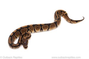 Africa Import Dinker Ball Python for sale