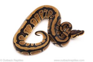 Africa Import Dinker Ball Python for sale