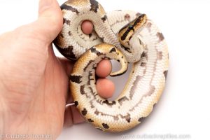 Africa Import Dinker Ball Python for sale