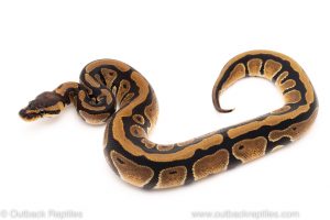 Africa Import Dinker Ball Python for sale