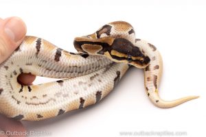 Africa Import Dinker Ball Python for sale