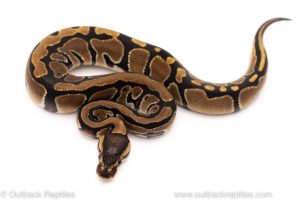 Africa Import Dinker Ball Python for sale